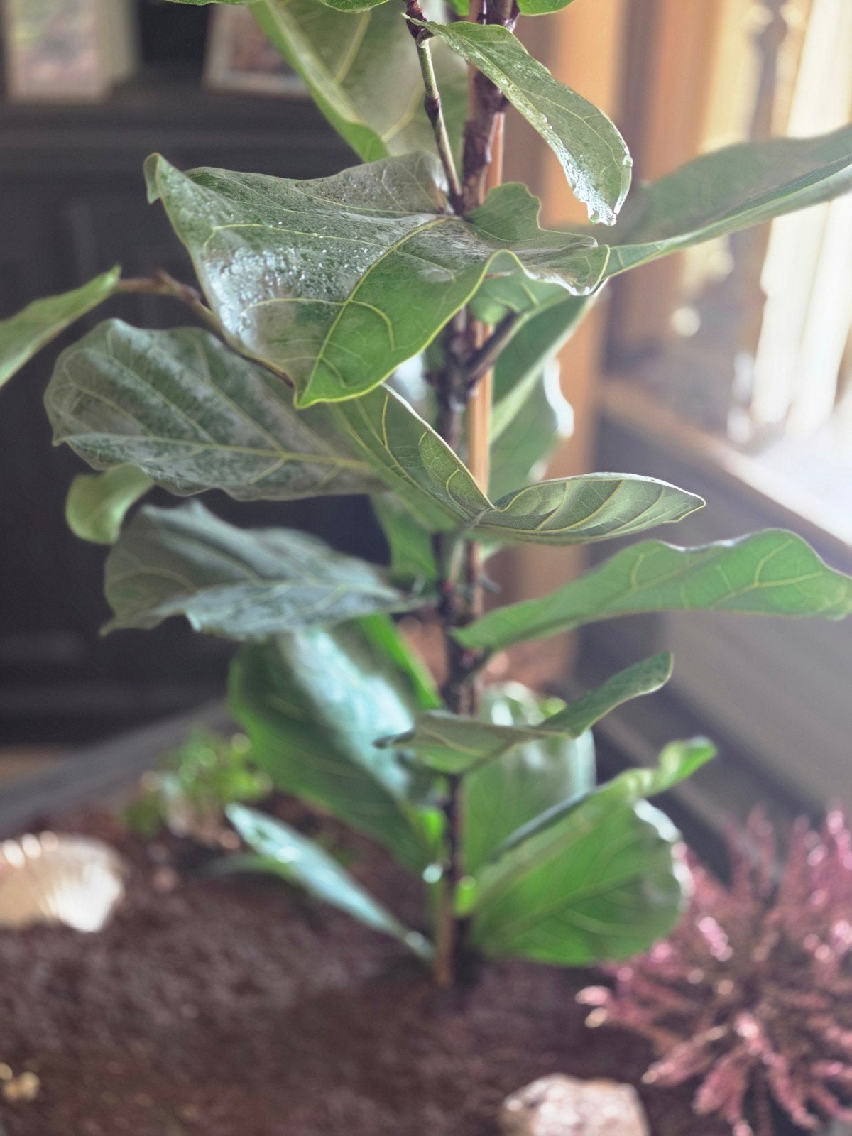Mooie Tabaksplant (Ficus Lyrata) 200cm met Zware Bak, Ophalen