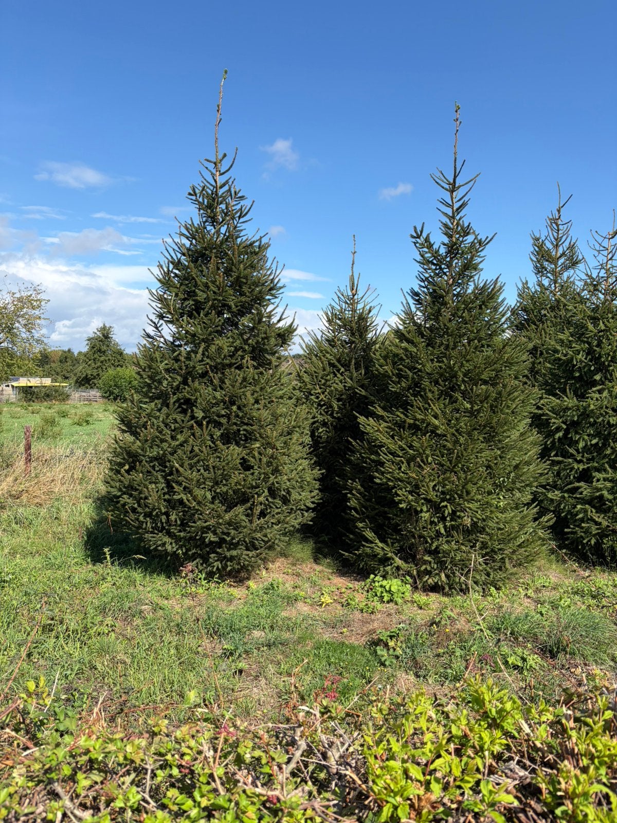 mooie vrijstaande picea abies kerstbomen 4 meter, Tuin en Terras, Planten | Bomen, Ophalen, Zomer, Volle zon, Overige soorten