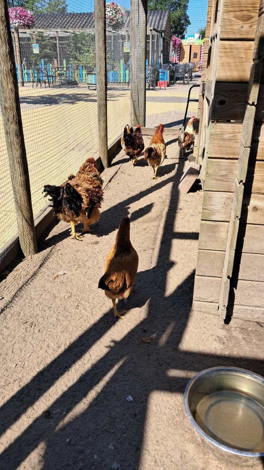 Gratis hanen en 1 hen, Dieren en Toebehoren, Pluimvee, Meerdere dieren, Kip