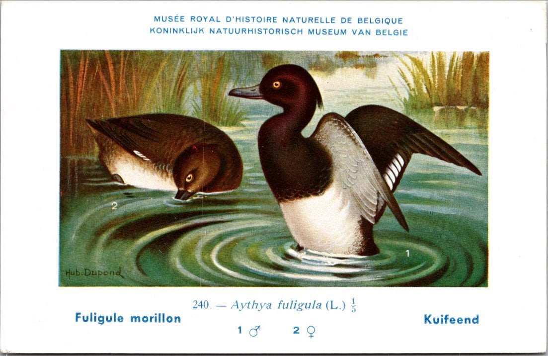 Kuifeend / Tufted Duck – Nº 240 – (KBIN / IRSNB), Verzenden, 1940 tot 1960, Ongelopen, Vogel