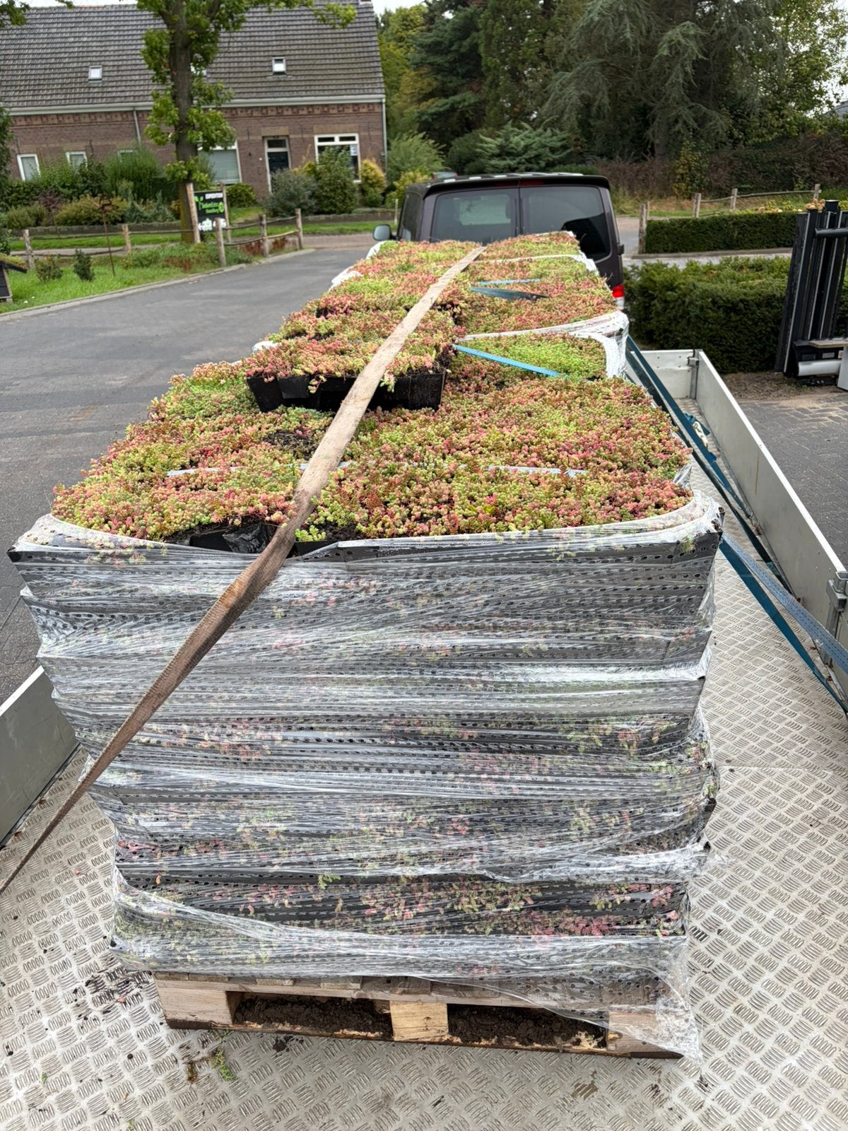 Foto 3 van Groendak Sedum cassettes maak het zelf makkelijk
