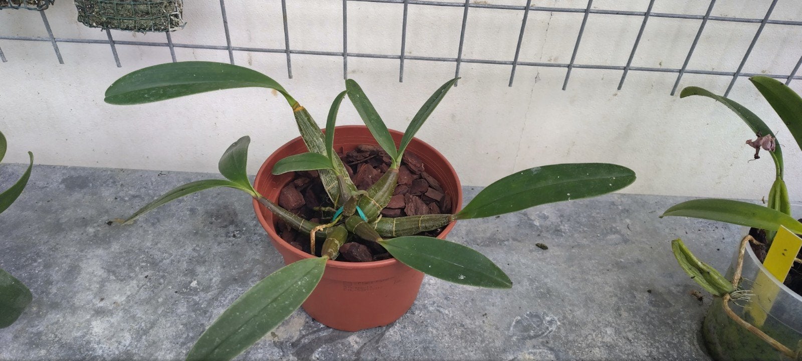 Orchidee - Dendrobium speciosum - potmaat 15 cm, In pot, Minder dan 100 cm, Bloeiende kamerplant, Halfschaduw