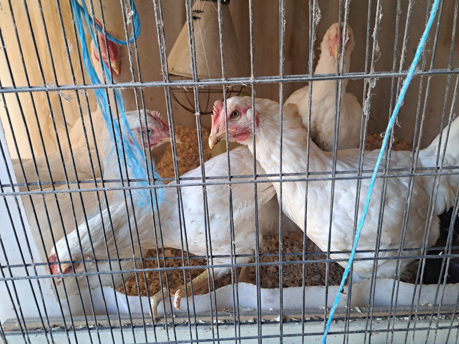te koop   6 mooi vlees kippen, Dieren en Toebehoren