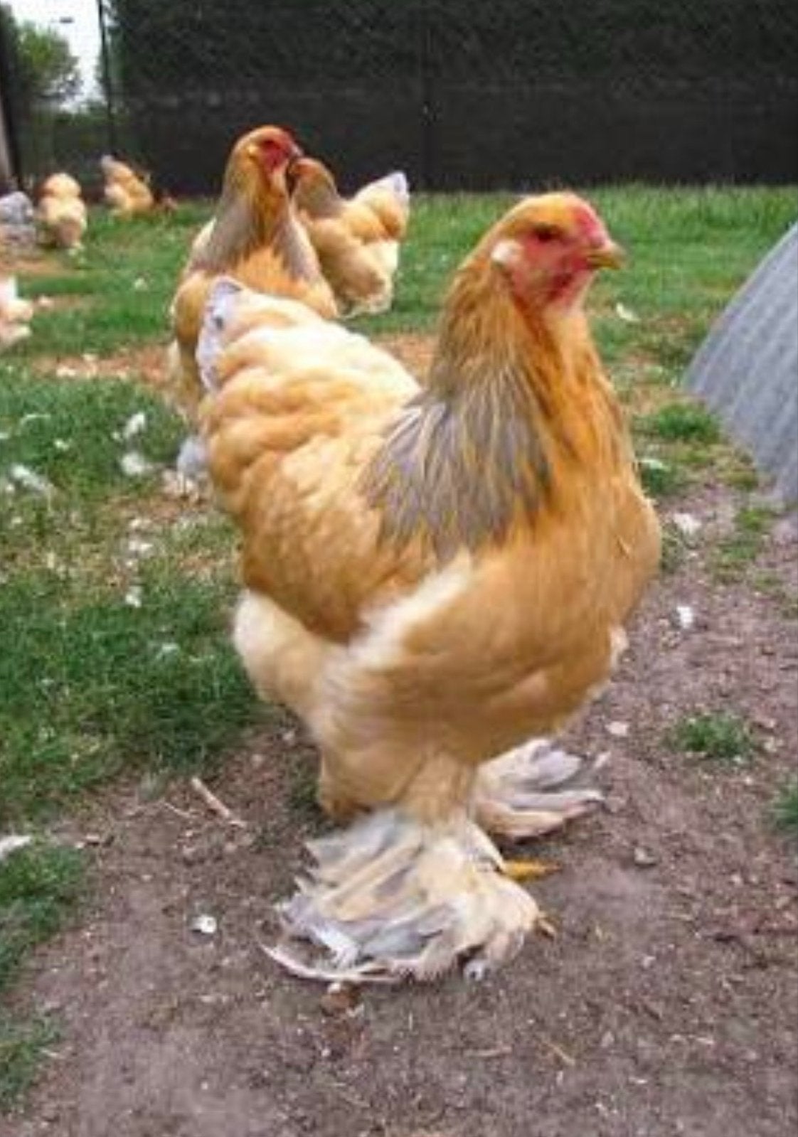 Brahma kuikens, Dieren en Toebehoren, Pluimvee, Meerdere dieren, Kip