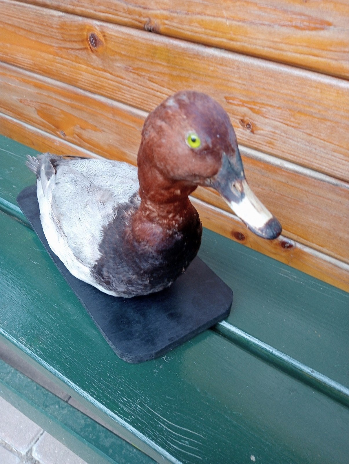 Eend opgezet, Ophalen of Verzenden, Zo goed als nieuw, Vogel, Opgezet dier