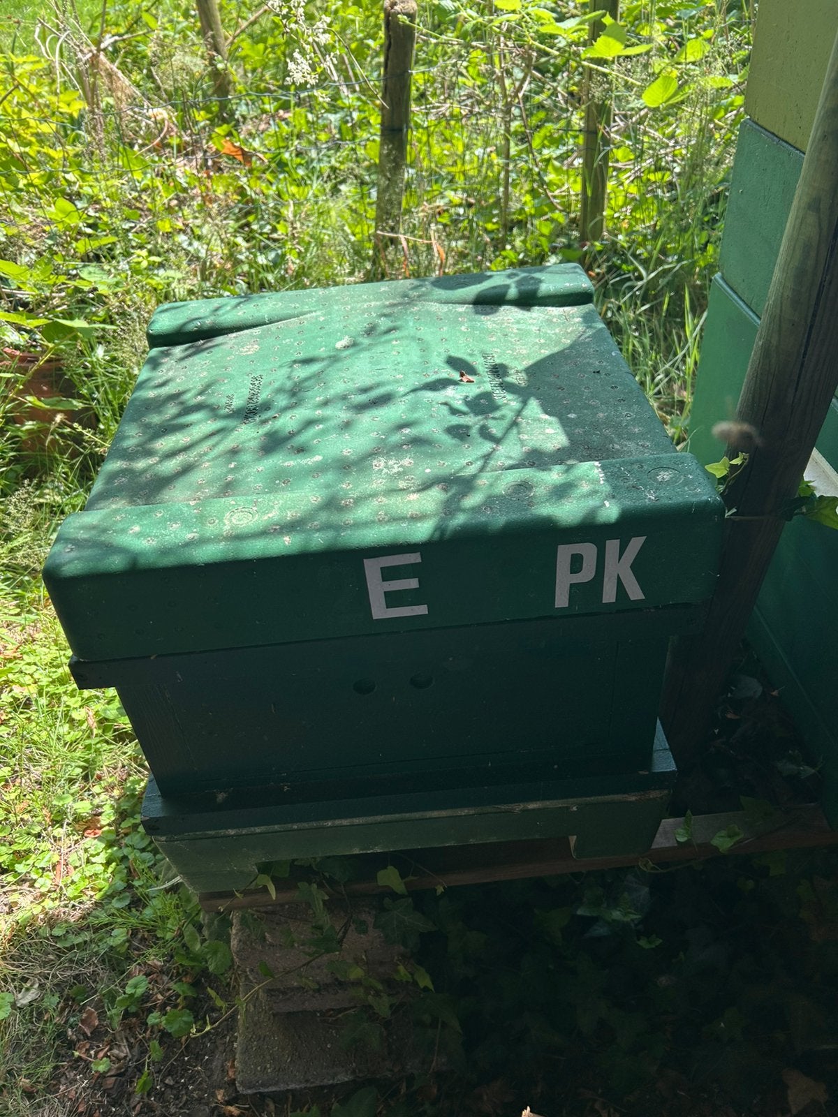 Observatiekast met een mooi buckfastvolk, Bijen