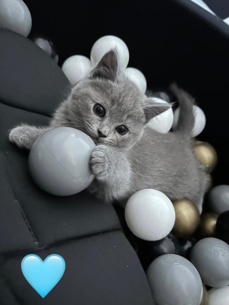 Britse kortharige kittens, Meerdere dieren, 0 tot 2 jaar
