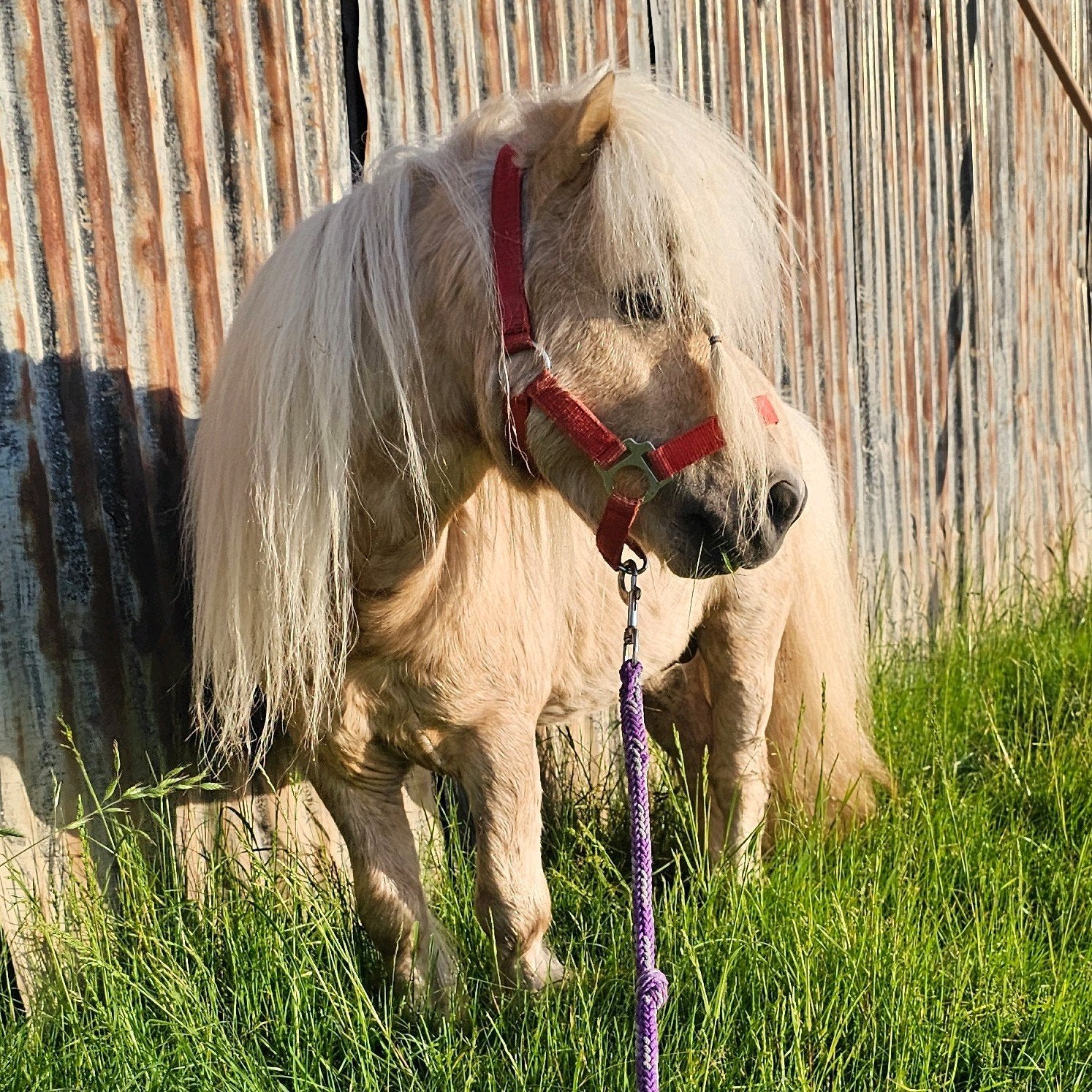 Te koop. Shetlander dekhengst palomino 80 cm, Dieren en Toebehoren, Pony's, Hengst, A pony (tot 1.17m)