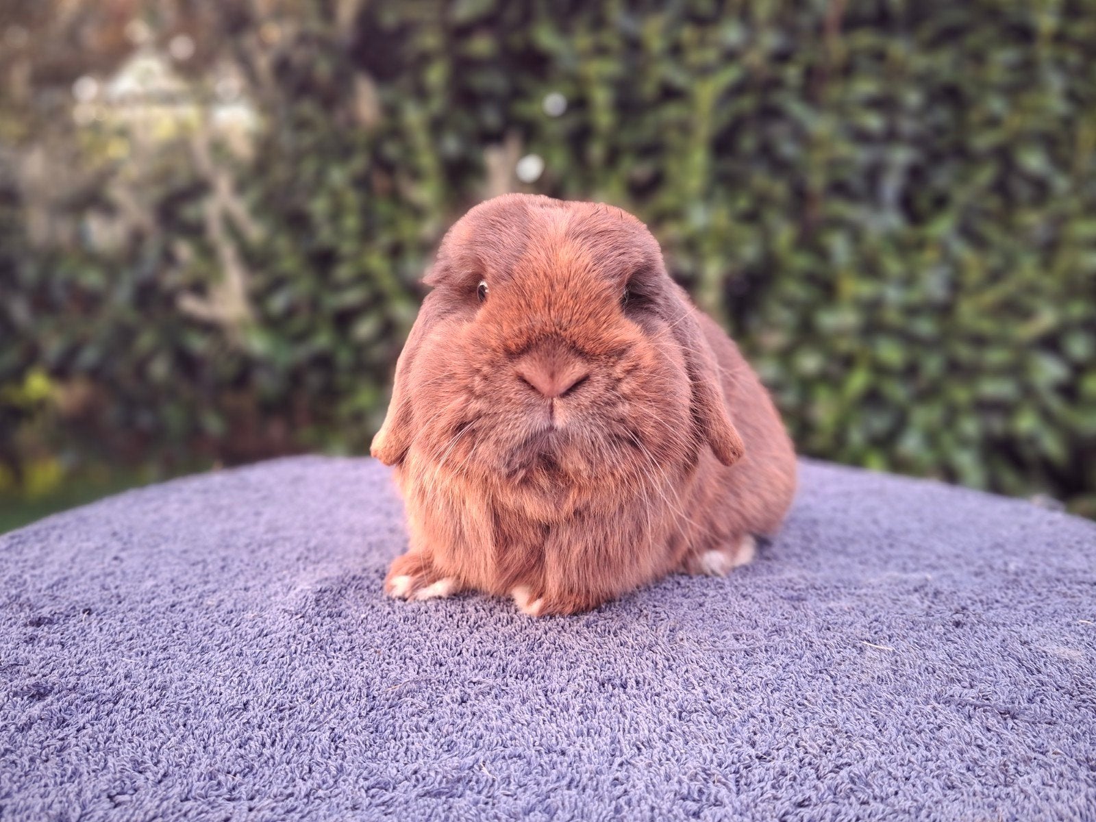 Gecastreerde minilop ram, Dieren en Toebehoren, Mannelijk, Dwerg, Hangoor, 3 tot 5 jaar