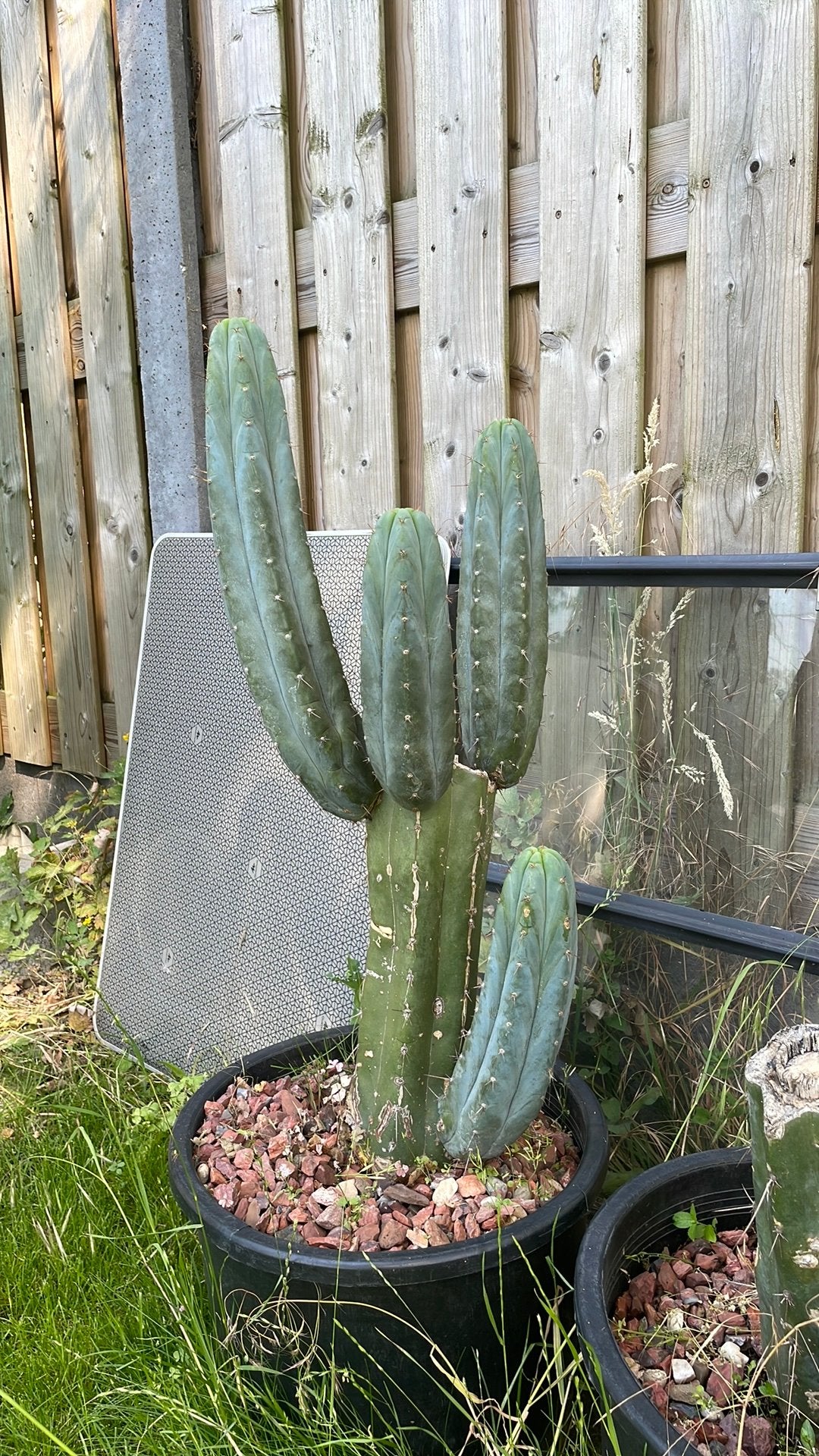 Trichocereus/Echinopsis pachanoi, San Pedro stekken, Huis en Inrichting, Kamerplanten, Verzenden, Cactus, Minder dan 100 cm, Bloeiende kamerplant