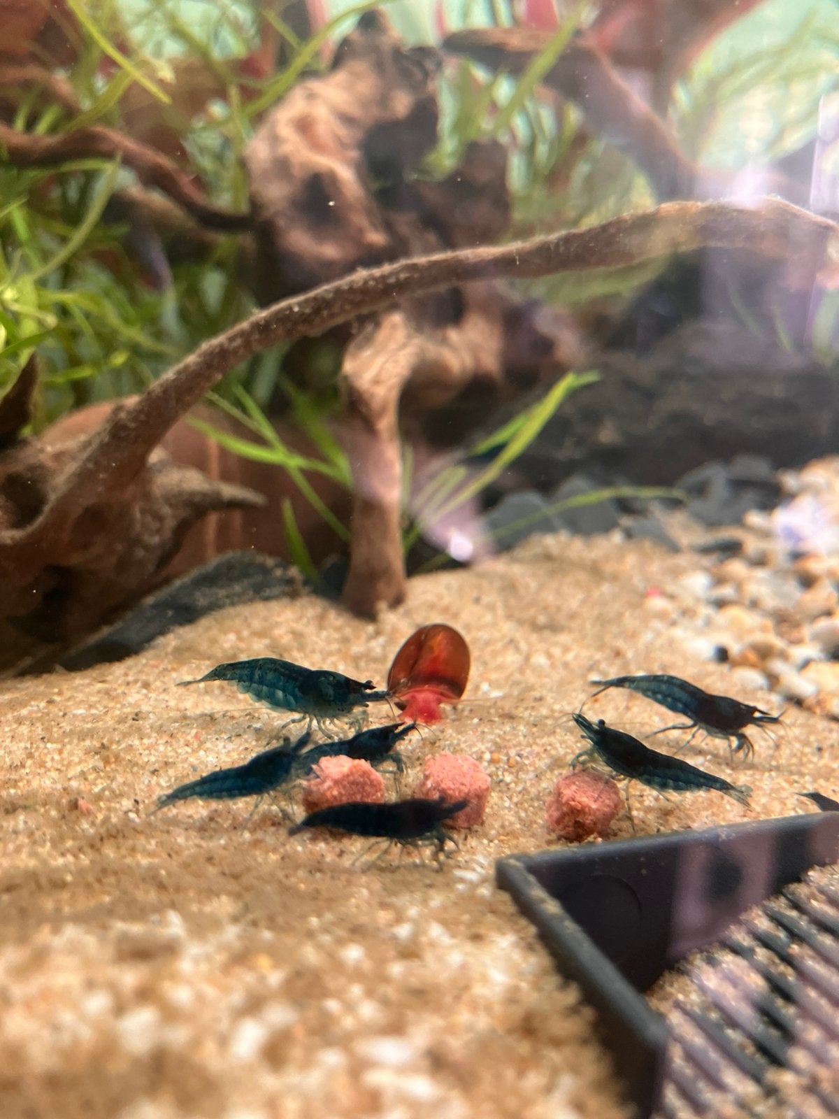Neocaridina bleu dream, Dieren en Toebehoren, Kreeft, Krab of Garnaal