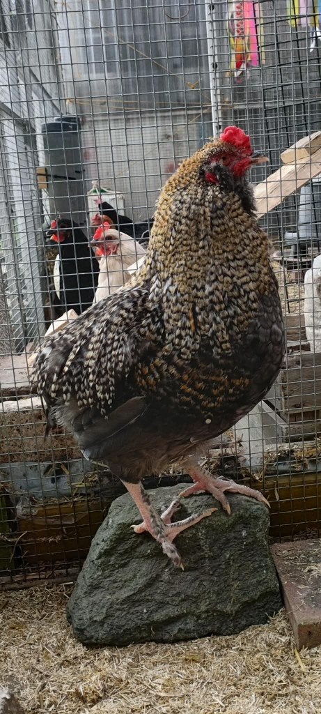 haan kleurlegger koper maran x araucana x cream legbar, Dieren en Toebehoren, Pluimvee, Meerdere dieren, Kip