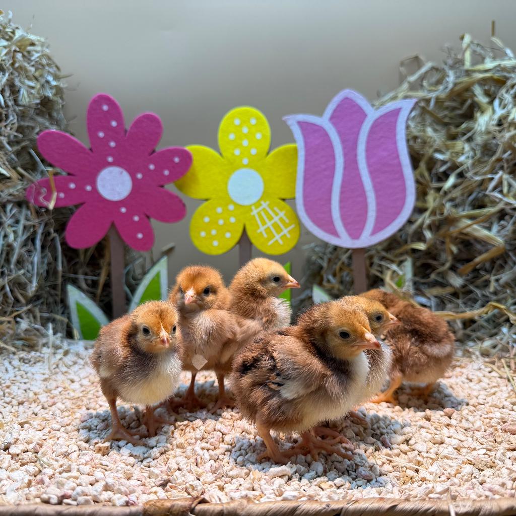 Tamme Rhode Island Red kriel kuikens gesekst & ingeënt, Dieren en Toebehoren, Pluimvee, Vrouwelijk, Kip