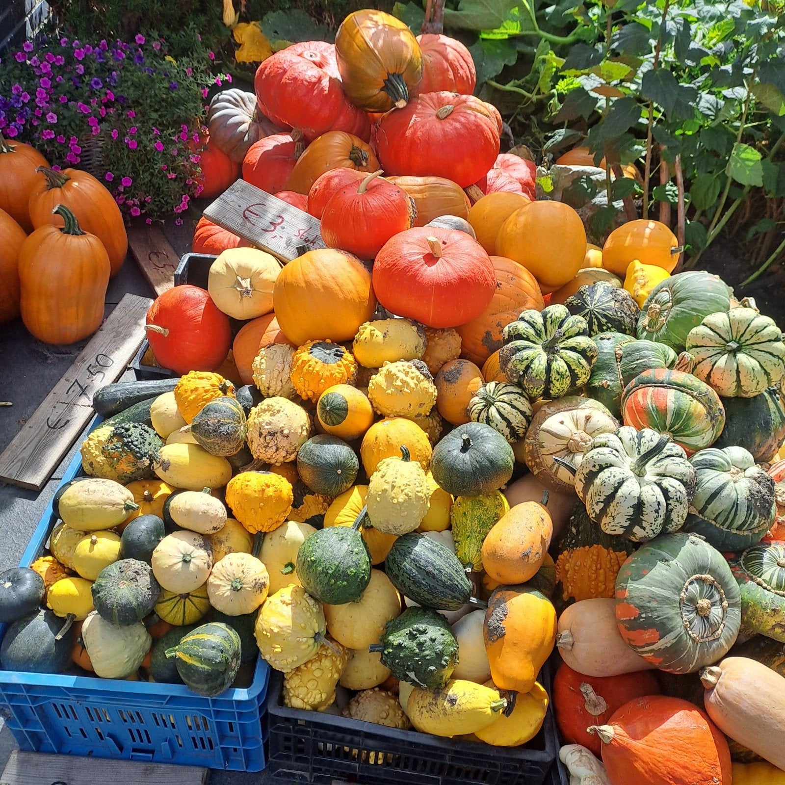 Pompoenen en Kalebassen - Tuindersweg 105 Maasdijk, Tuin en Terras, Ophalen
