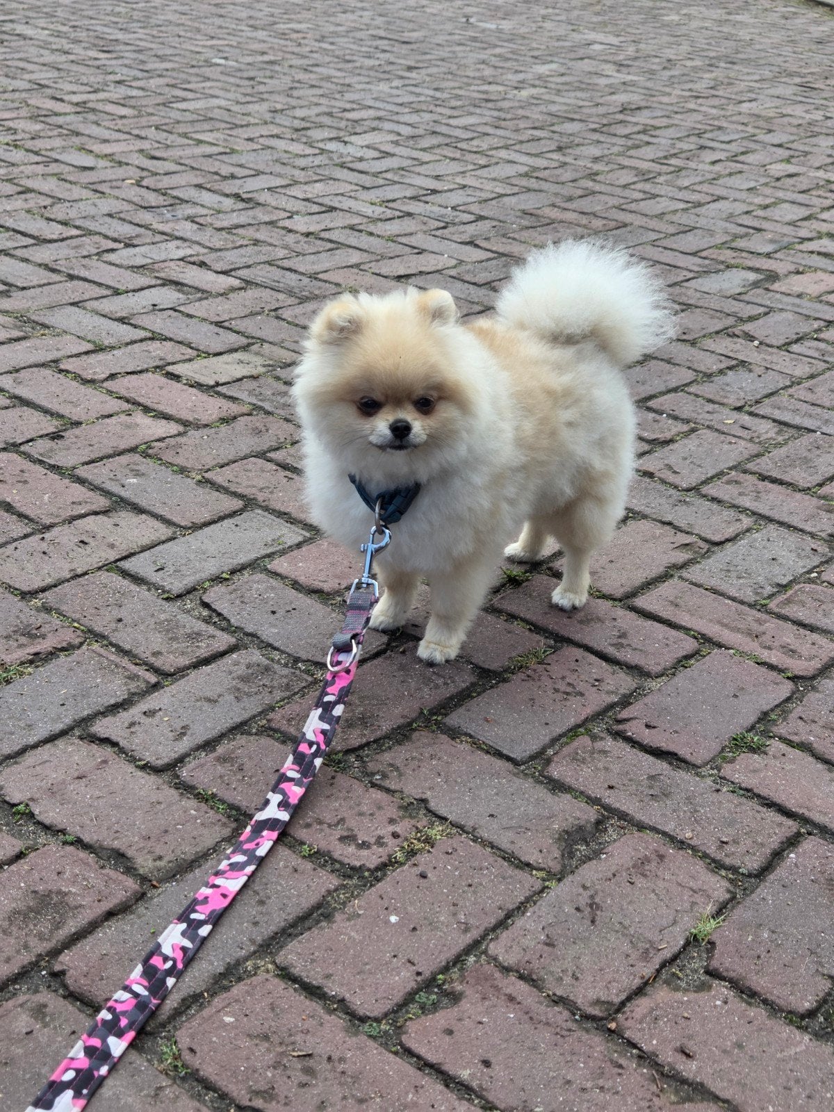pomeranian reutje, Dieren en Toebehoren, Keeshond, 15 weken tot 1 jaar, Reu, Parvo