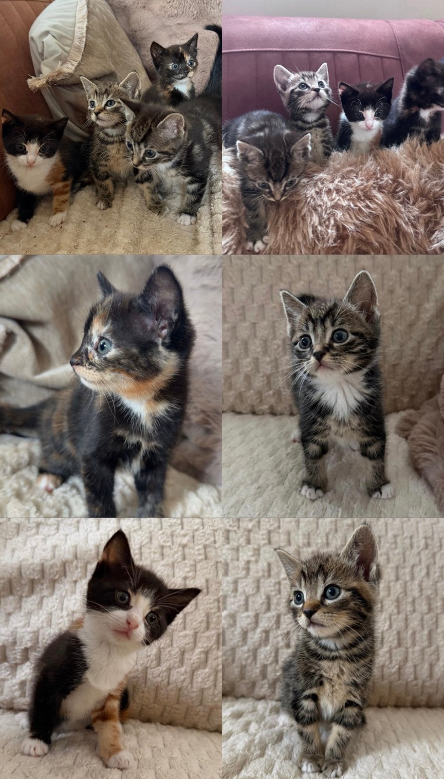Lieve kittens 2/4 beschikbaar, Meerdere dieren, Ontwormd
