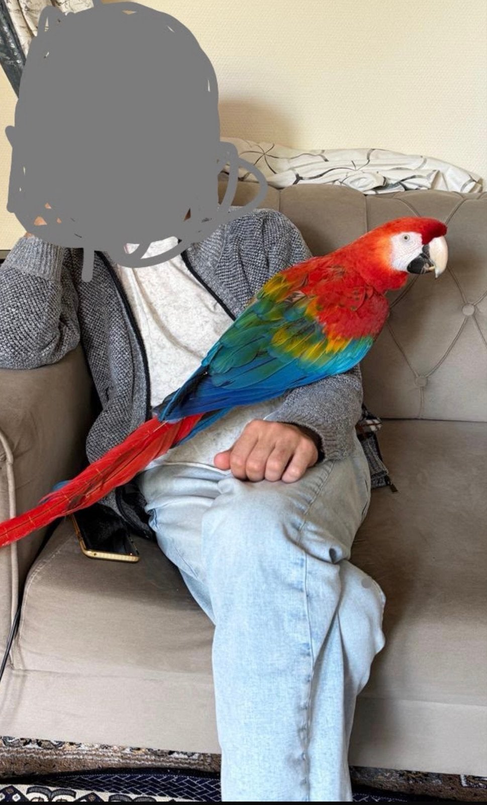 Mooie rode ara te koop, Dieren en Toebehoren