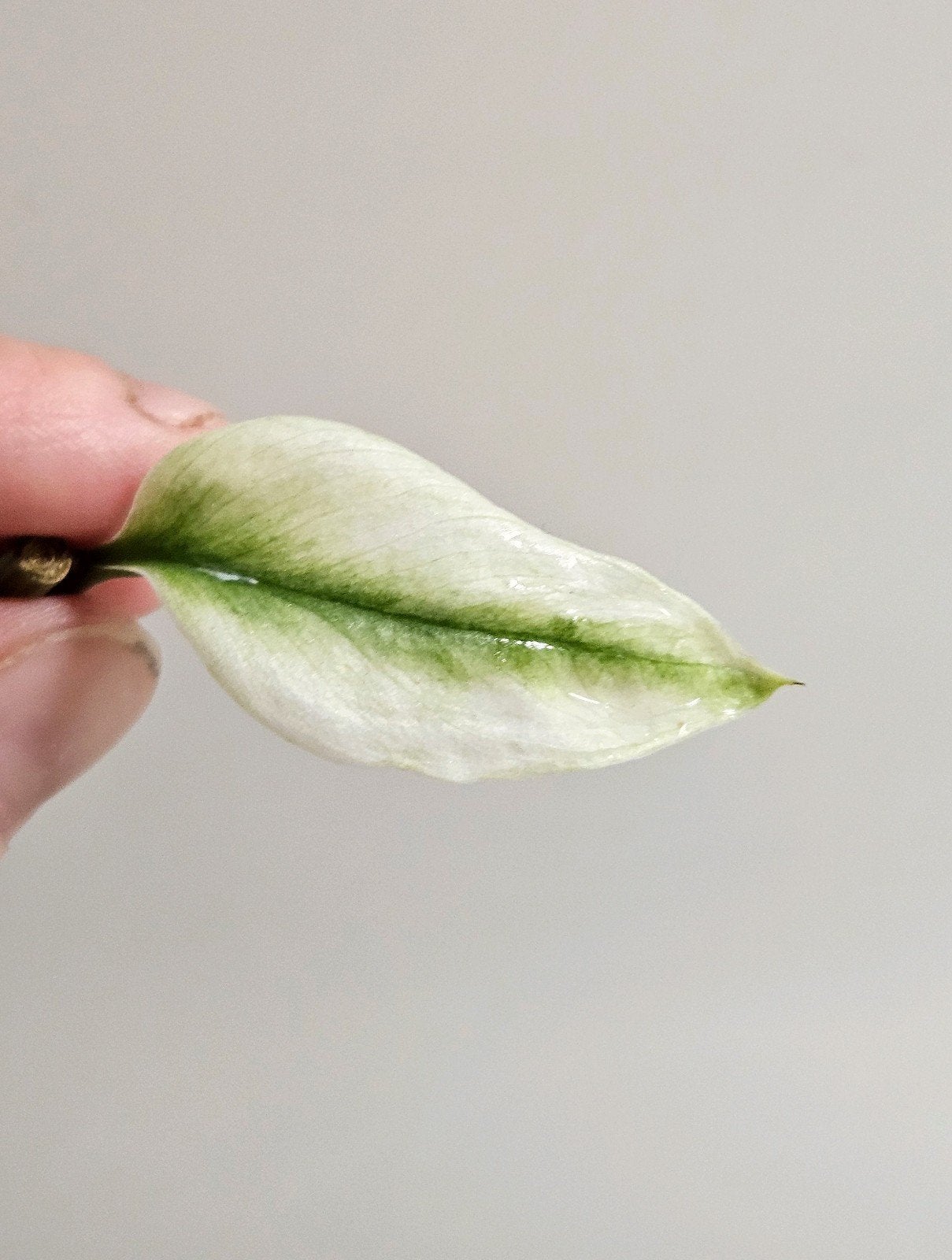 Scindapsus Treubii Swedisch Ghost Mint, Ophalen of Verzenden, Halfschaduw, Minder dan 100 cm