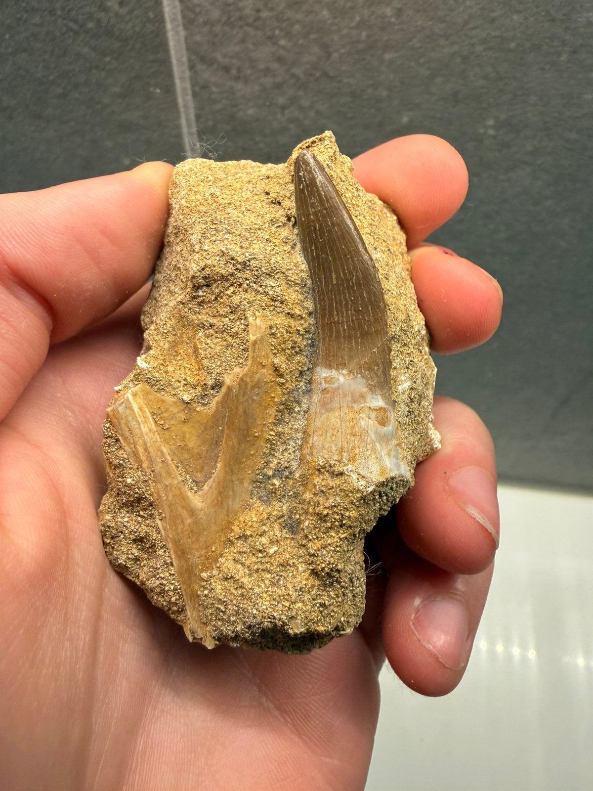 Goede kwaliteit Plesiosaurus tand in matrix met bot fragment, Verzamelen, Ophalen of Verzenden, Fossiel