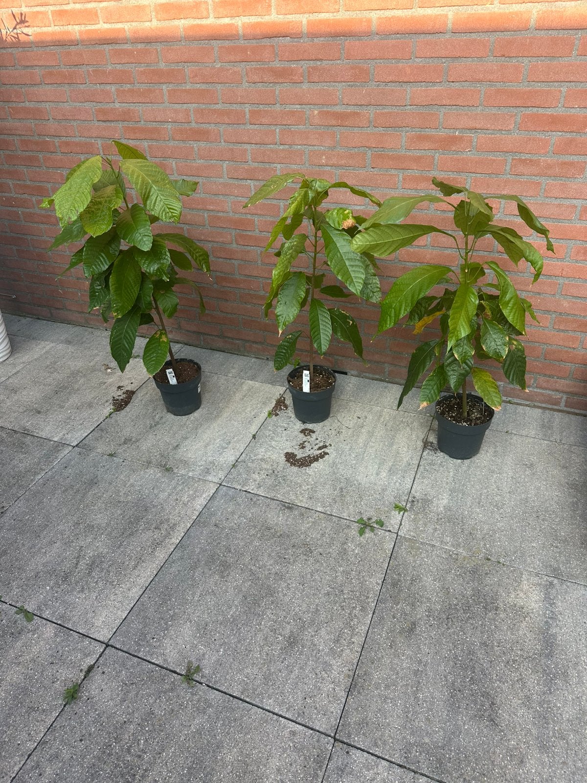 Cacoabomen, Ophalen, Halfschaduw, Overige soorten, Minder dan 100 cm