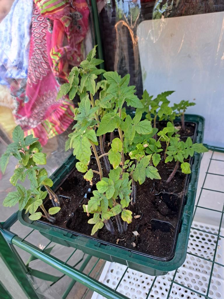 (Kers)tomaten plantjes, Ophalen, Volle zon, Groenteplanten, Eenjarig