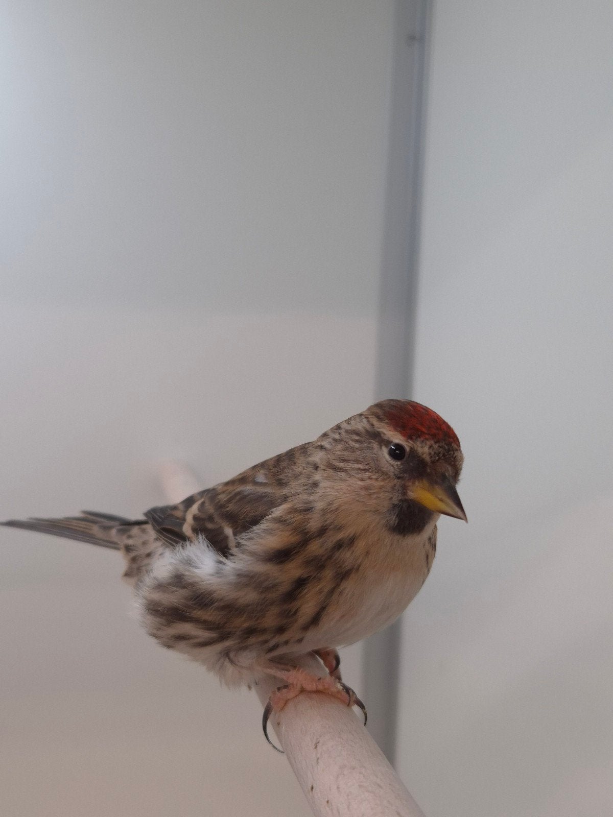 3-2 Noorse barmsijsen, Dieren en Toebehoren, Meerdere dieren, Wildzangvogel, Geringd