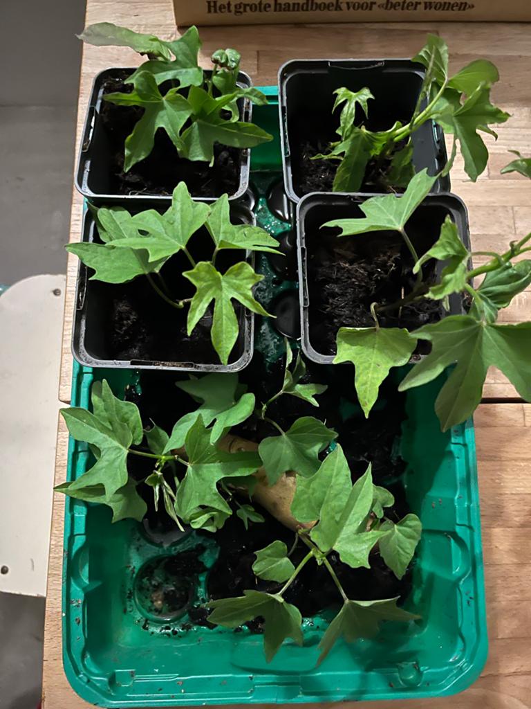 Zoete aardappel plantjes - Kweek je eigen zoete aardappels!, Ophalen, Volle zon, Groenteplanten, Eenjarig
