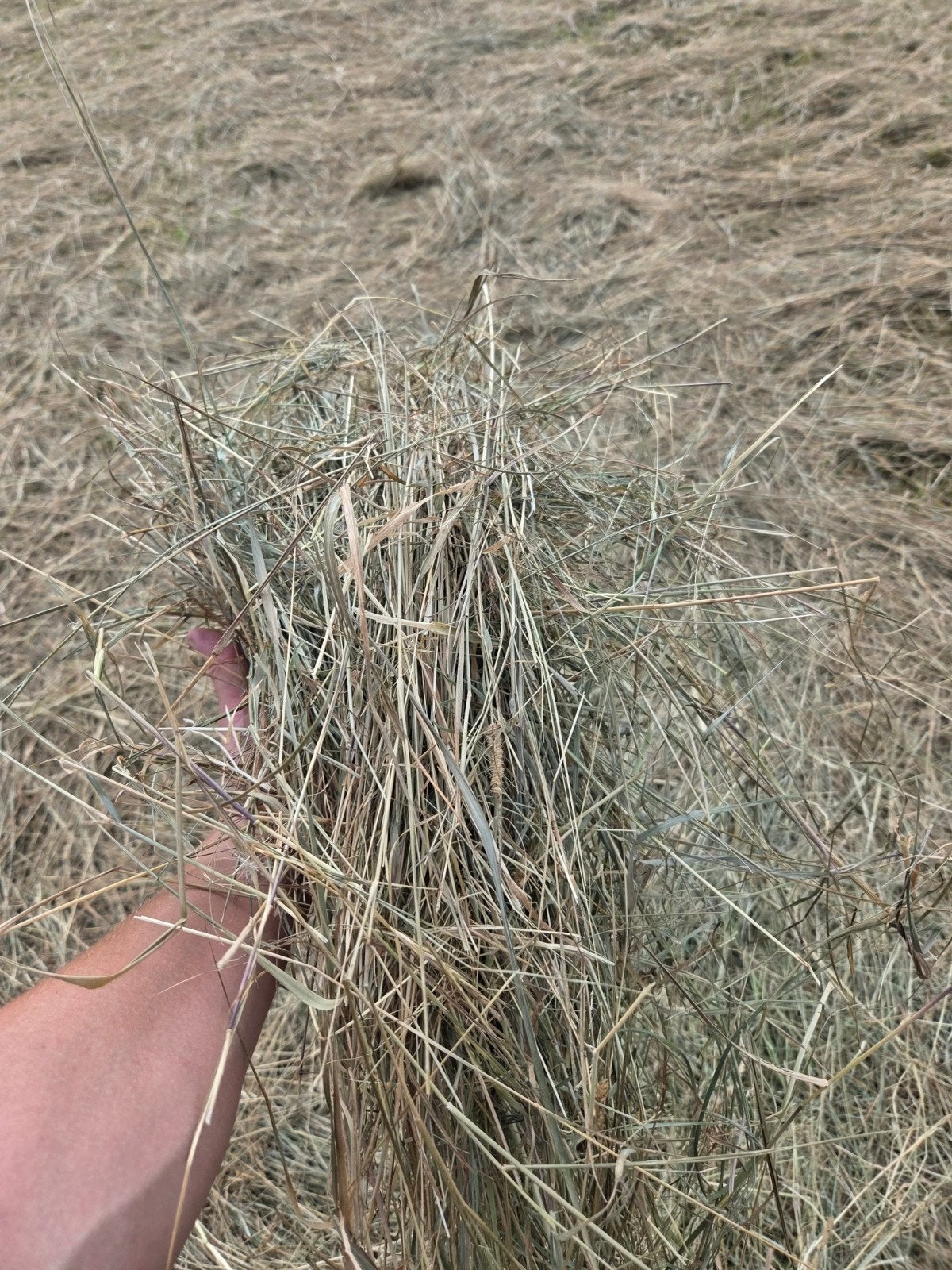 Hooi van natuurland, Dieren en Toebehoren, Dierenvoeding, Ophalen, Vee