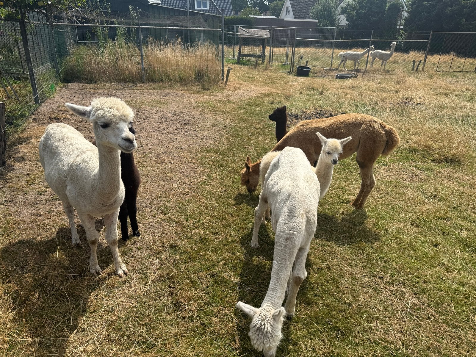 Alpaca’s, Juni, Meerdere dieren