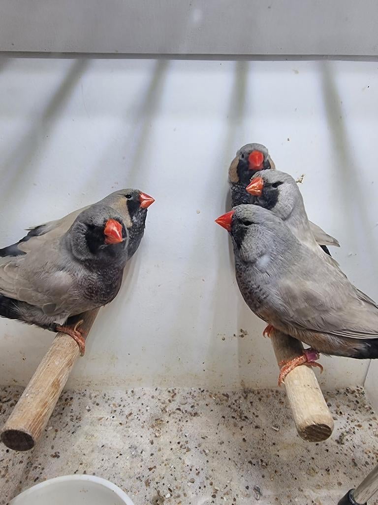 Te koop mannen Charcoal Bleekrug van 2025, Dieren en Toebehoren, Mannelijk