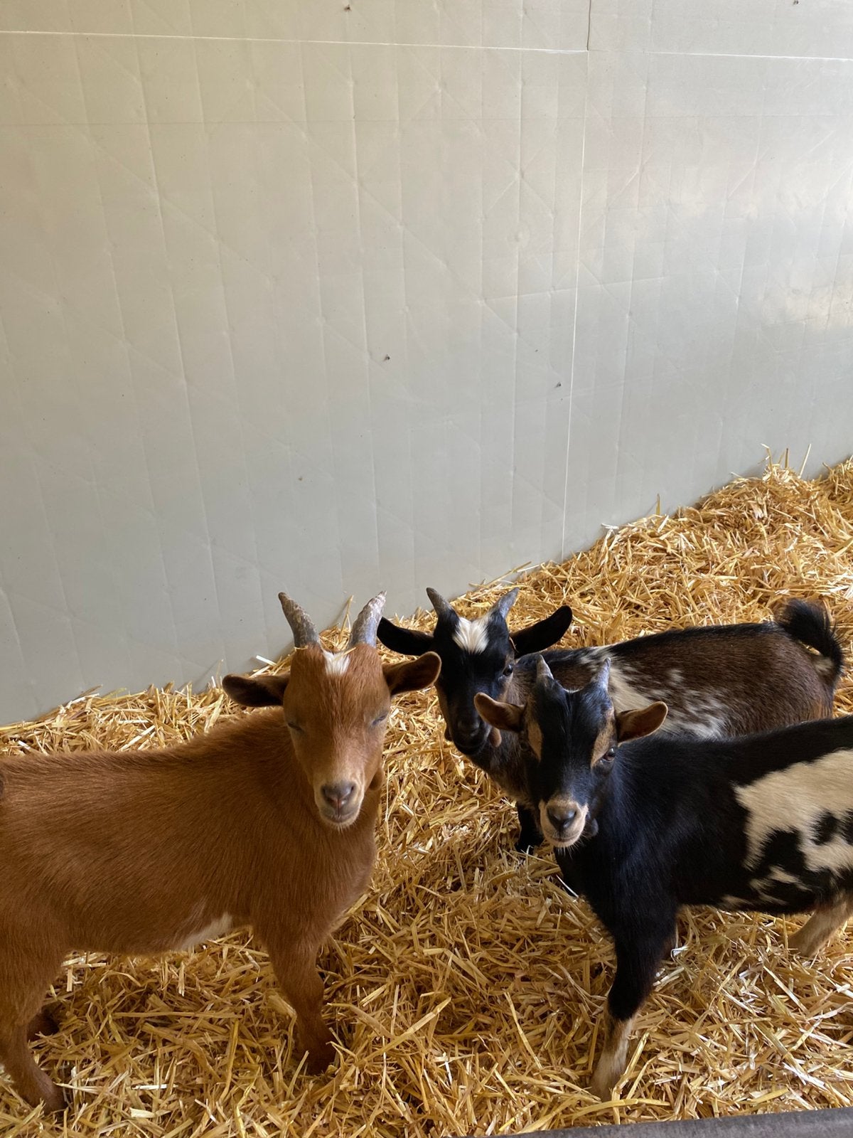 Dwergbokken ter dekking, Dieren en Toebehoren, Schapen, Geiten en Varkens, Mannelijk, Geit, 0 tot 2 jaar