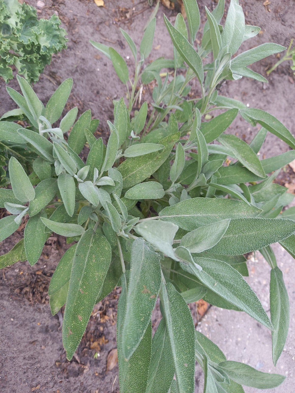 biologische salie, Ophalen, Eenjarig, Groenteplanten, Volle zon