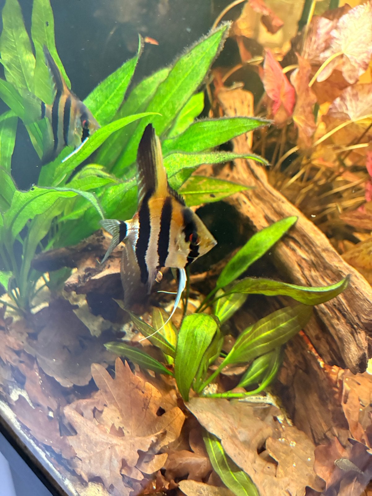 Koppel Pterophyllum Scalare