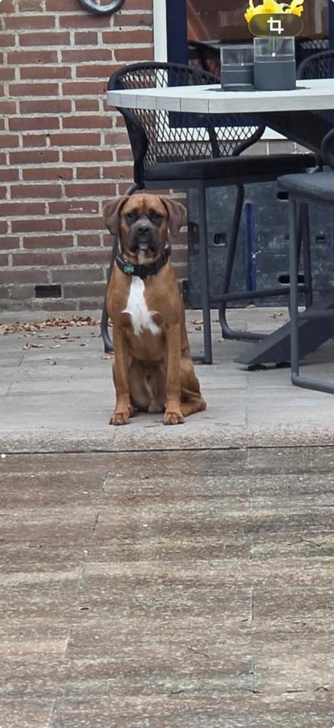 Kruising Boxer, Labrador reu 1 jaar jong zoekt gouden mandje, Parvo, Reu, 1 tot 2 jaar, Groot