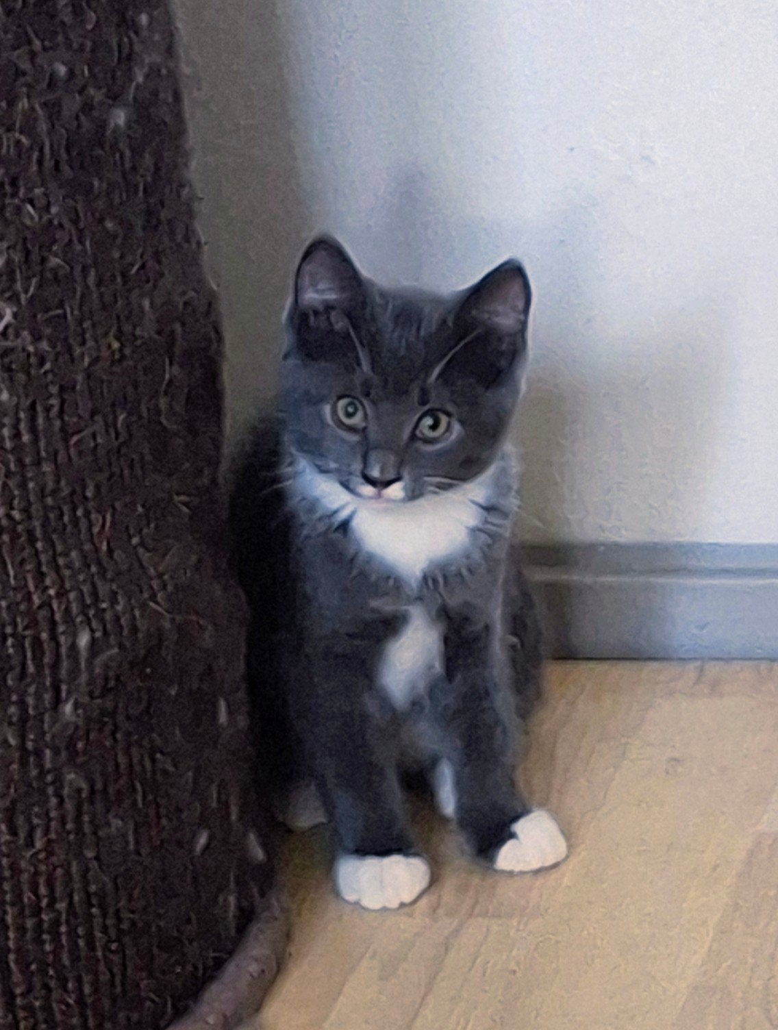 kittens 3x, Kater, Kortharig