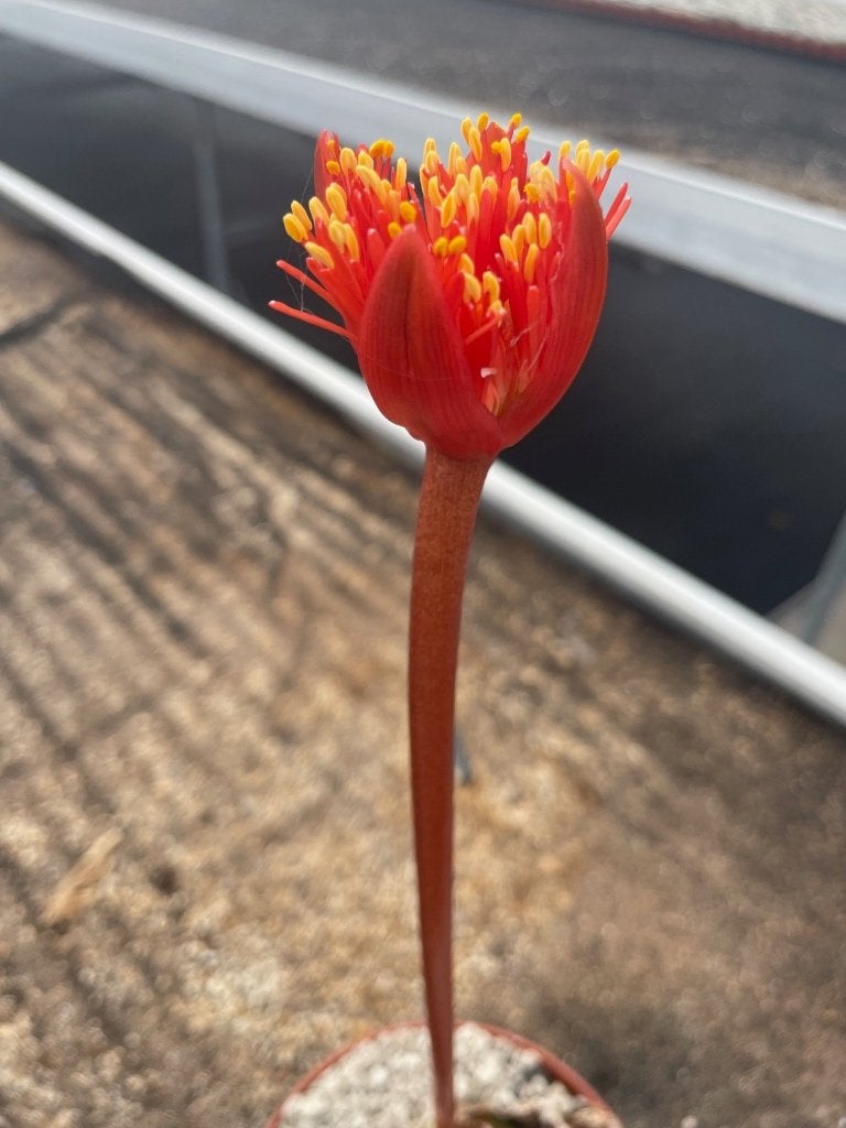 Caudex plant Haemanthus Coccineus uit Namibie.uit Namibie., Overige soorten, Ophalen of Verzenden, In pot, Minder dan 100 cm