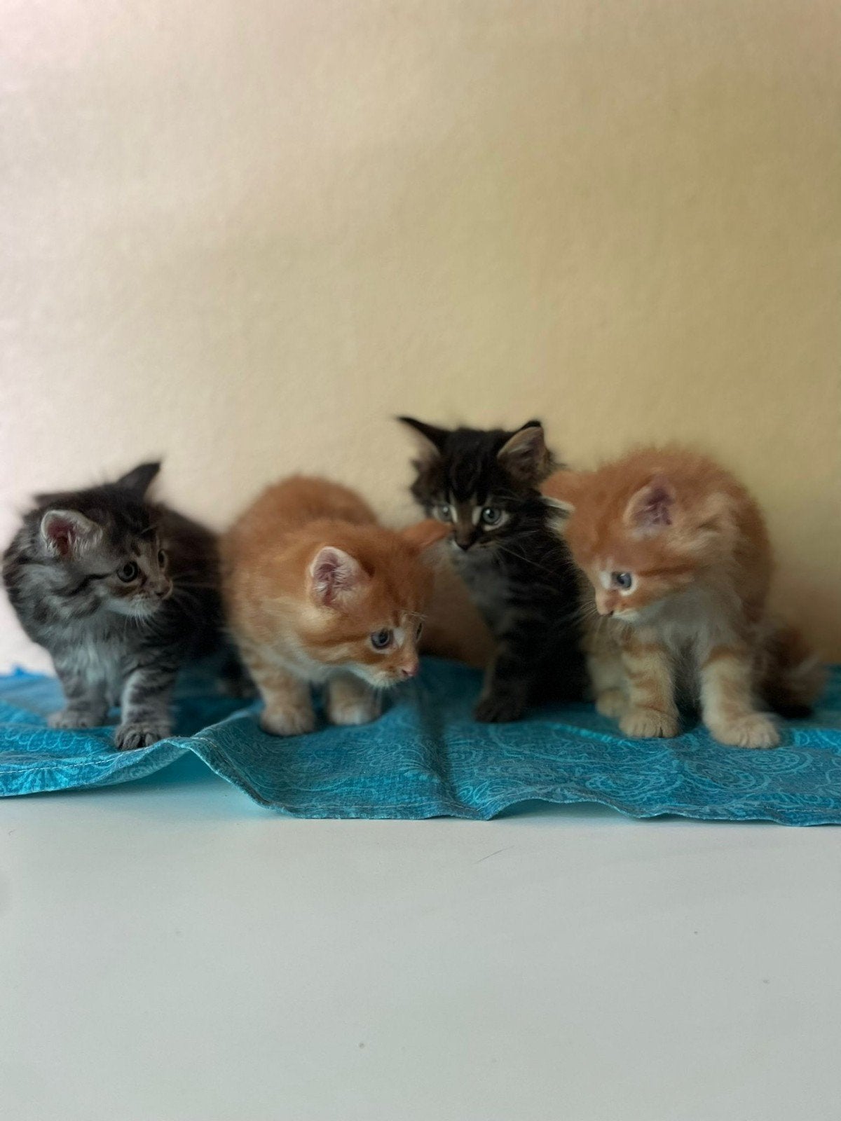 Raszuivere Maine Coon kittens, Ontwormd