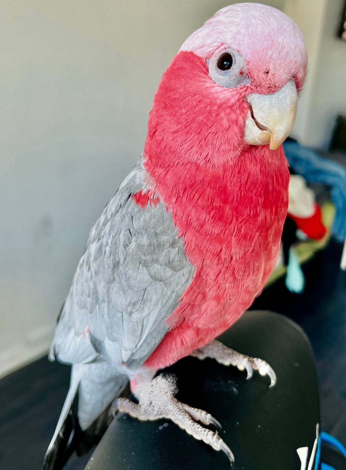 Mega lieve rose kaketoe papegaai te koop!, Mannelijk, Papegaai, Pratend