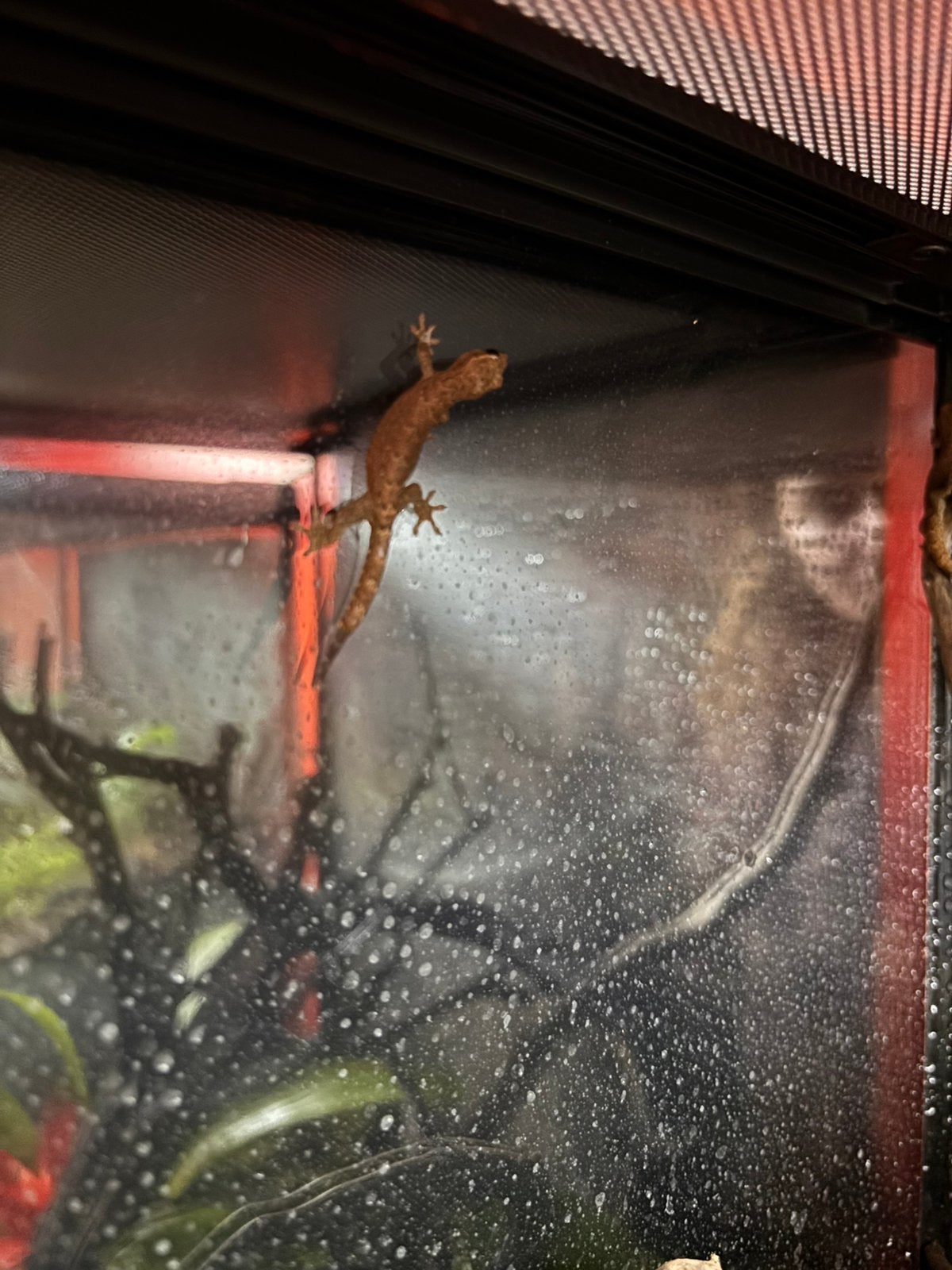 Rouw gekko, Meerdere dieren, Parkiet