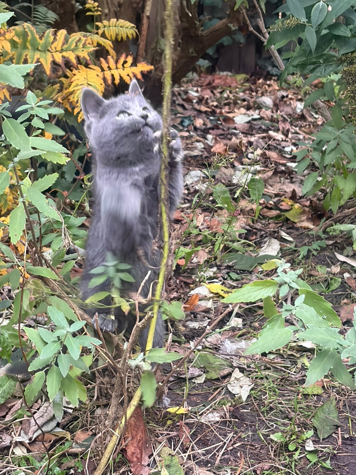 Kittens, Dieren en Toebehoren, Meerdere dieren