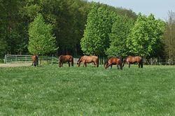 Weidegang gezocht 4 hengsten (jaarlingen), Dieren en Toebehoren, Weidegang, 4 paarden of pony's of meer
