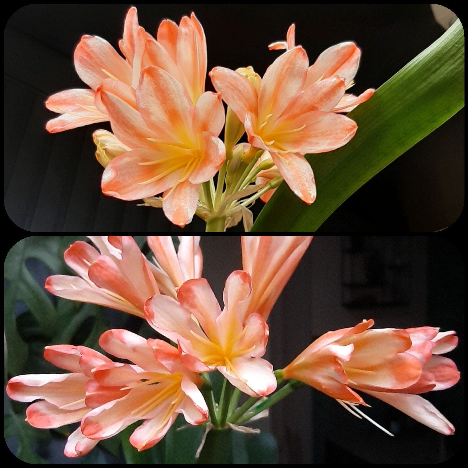 Clivia kruising White Lips Blush x White Lips, Bloeiende kamerplant, Ophalen of Verzenden, Volledige schaduw, Minder dan 100 cm