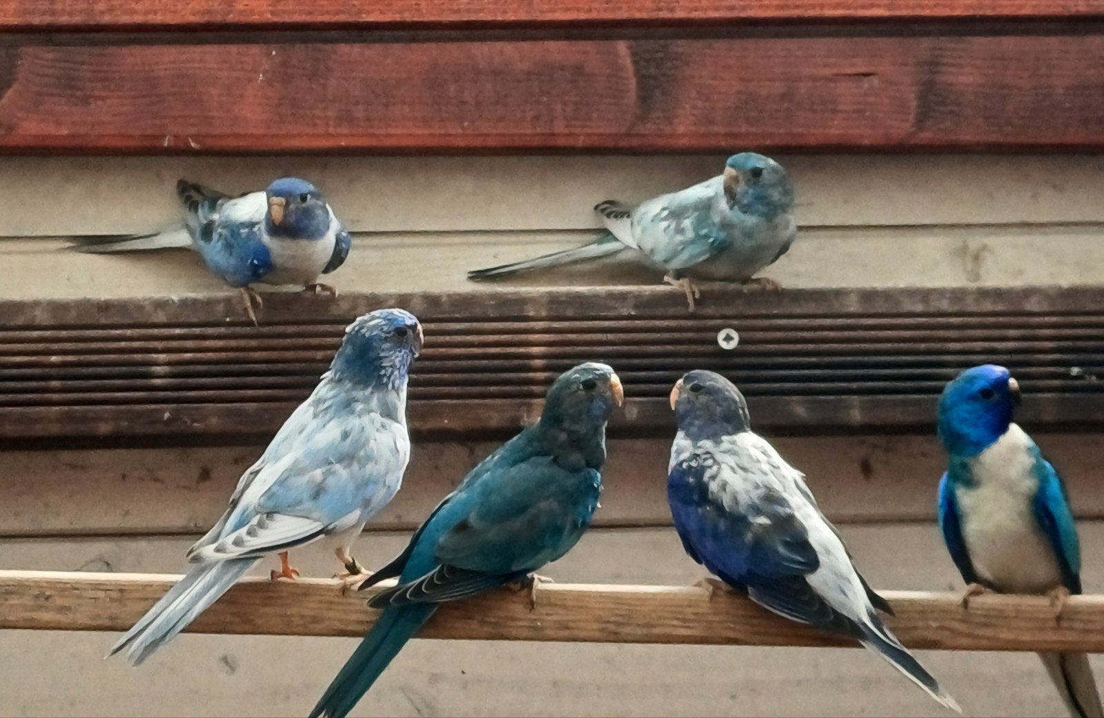 Splendid parkieten blauw opaline., Meerdere dieren, Parkiet
