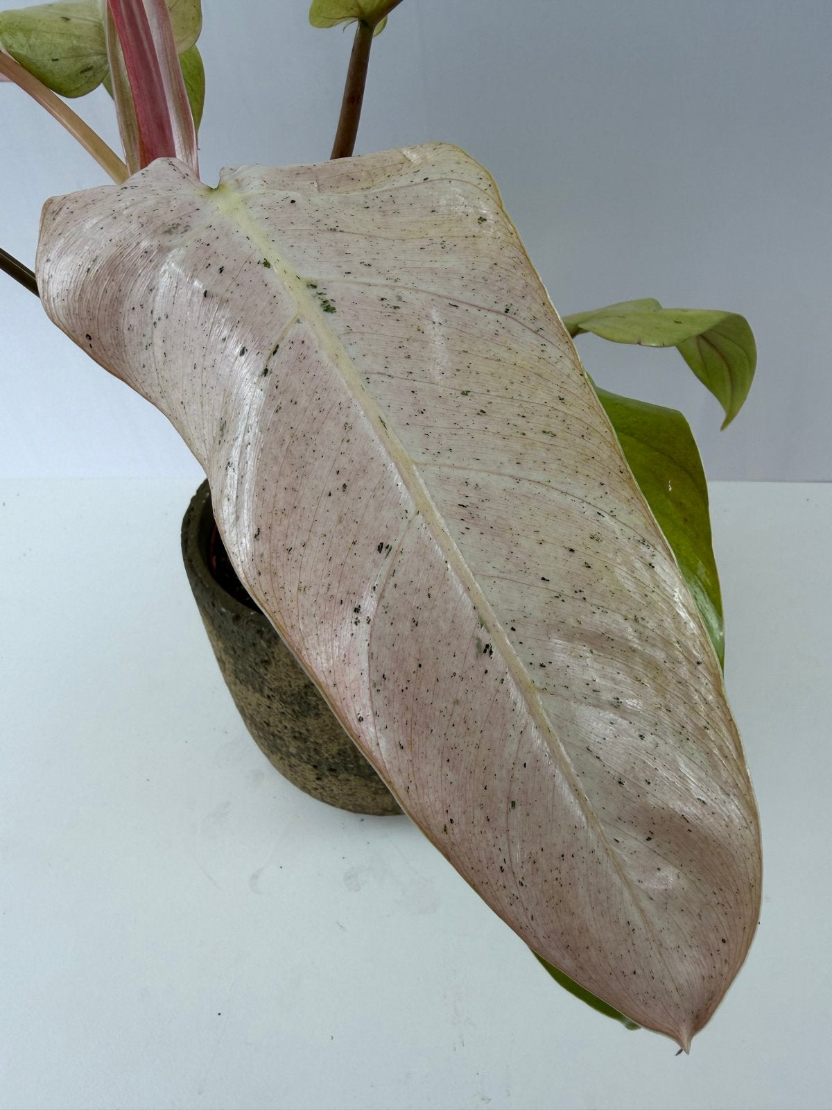 Philodendron Whipple Way p15, Huis en Inrichting, Kamerplanten, Ophalen of Verzenden, Halfschaduw, Minder dan 100 cm