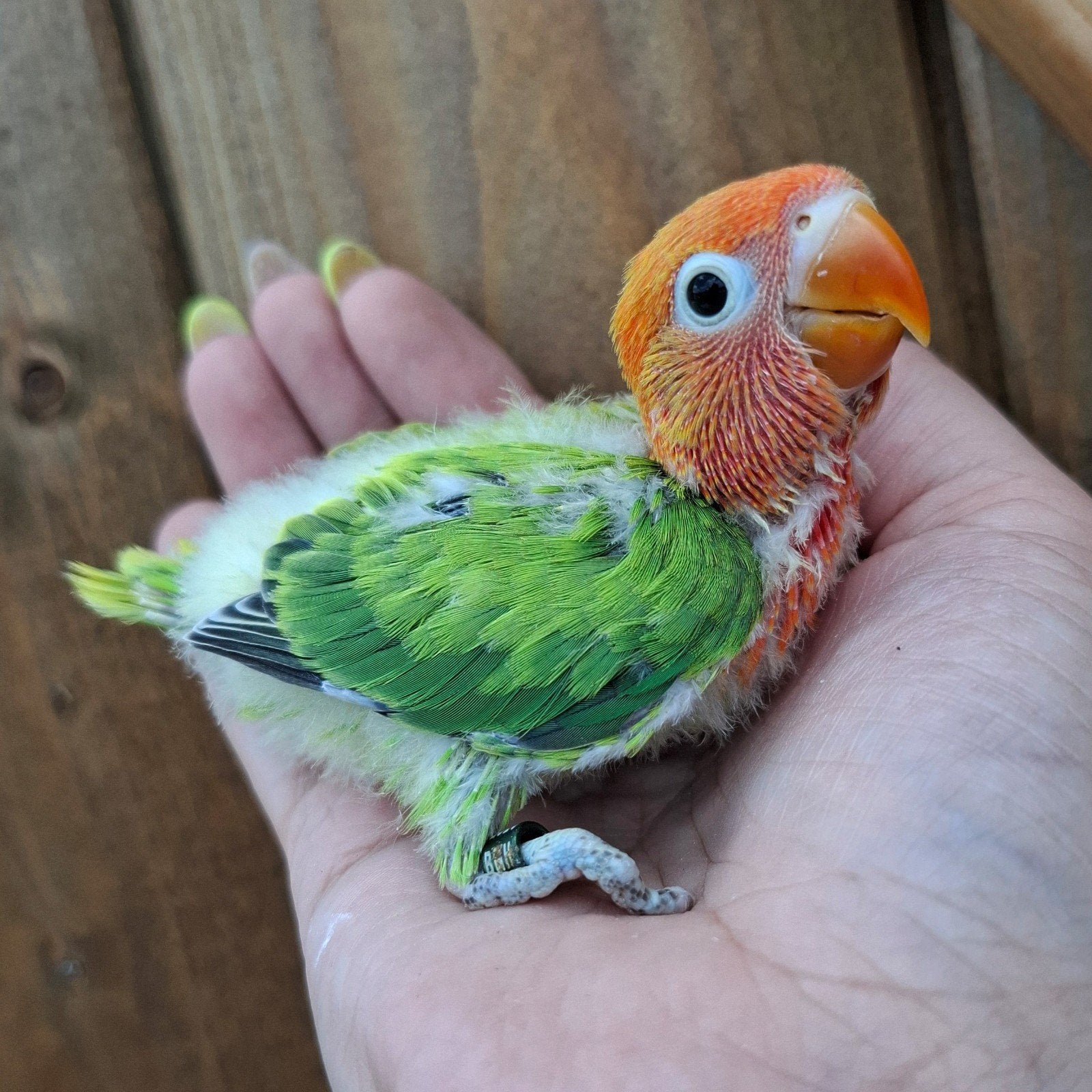 Agapornis Fischeri Dwergpapegaai, Geslacht onbekend, Dwergpapegaai of Agapornis, Geringd