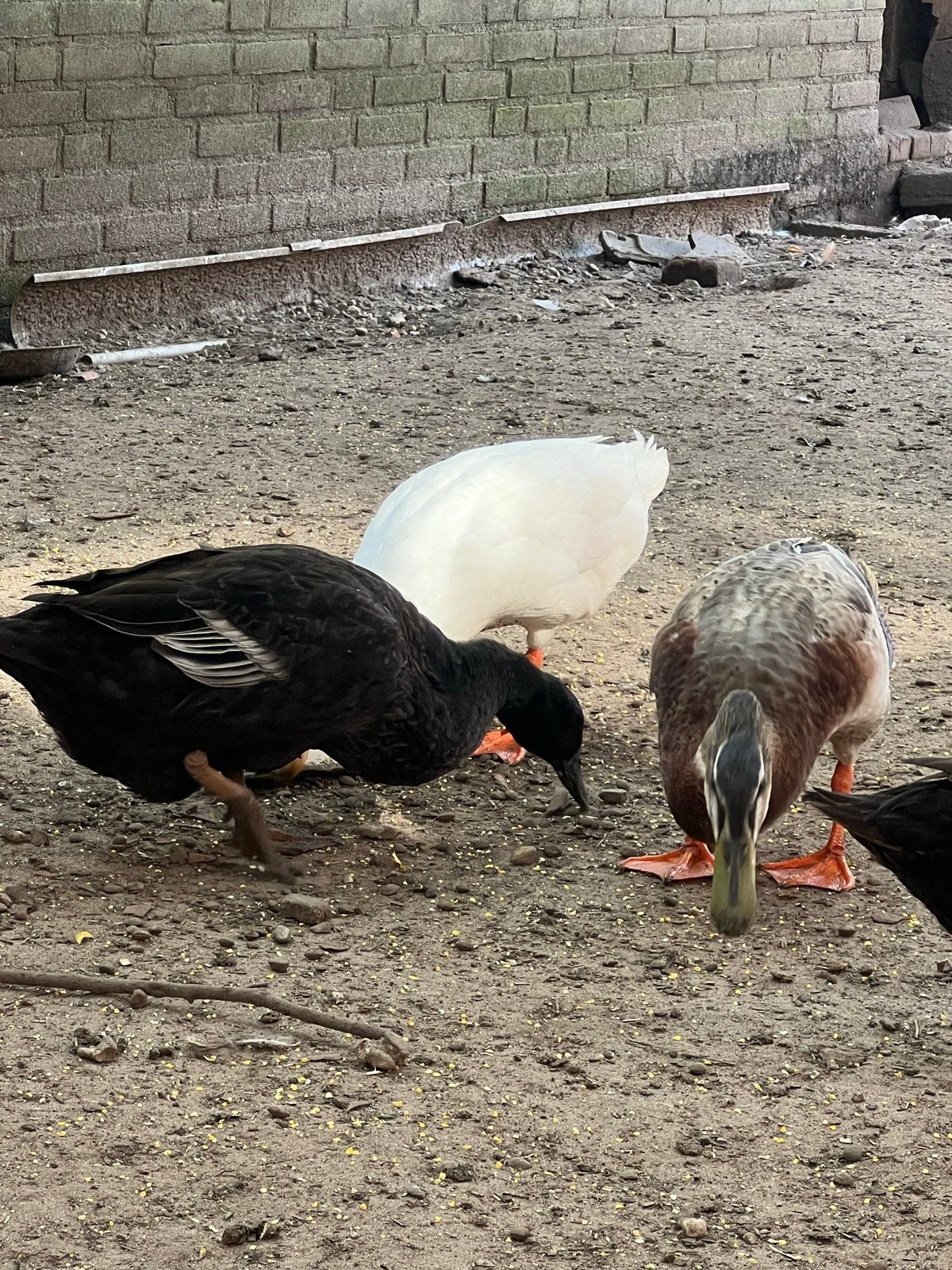 Hele mooie loopeenden, Meerdere dieren, Eend