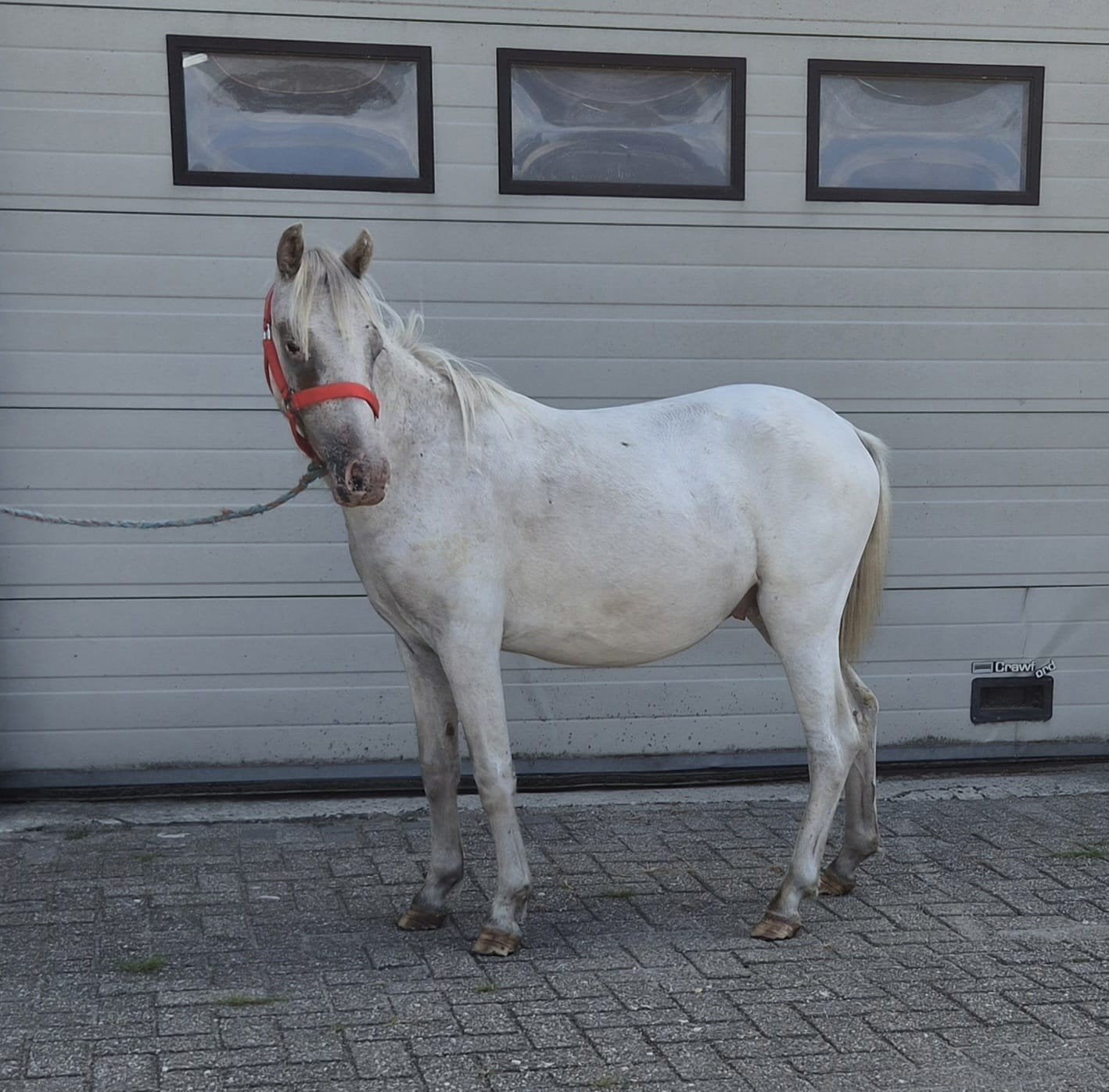 Knappe Few spot Welsh ruin, Dieren en Toebehoren, Pony's, Met stamboom, Ruin, 0 tot 2 jaar, A pony (tot 1.17m)