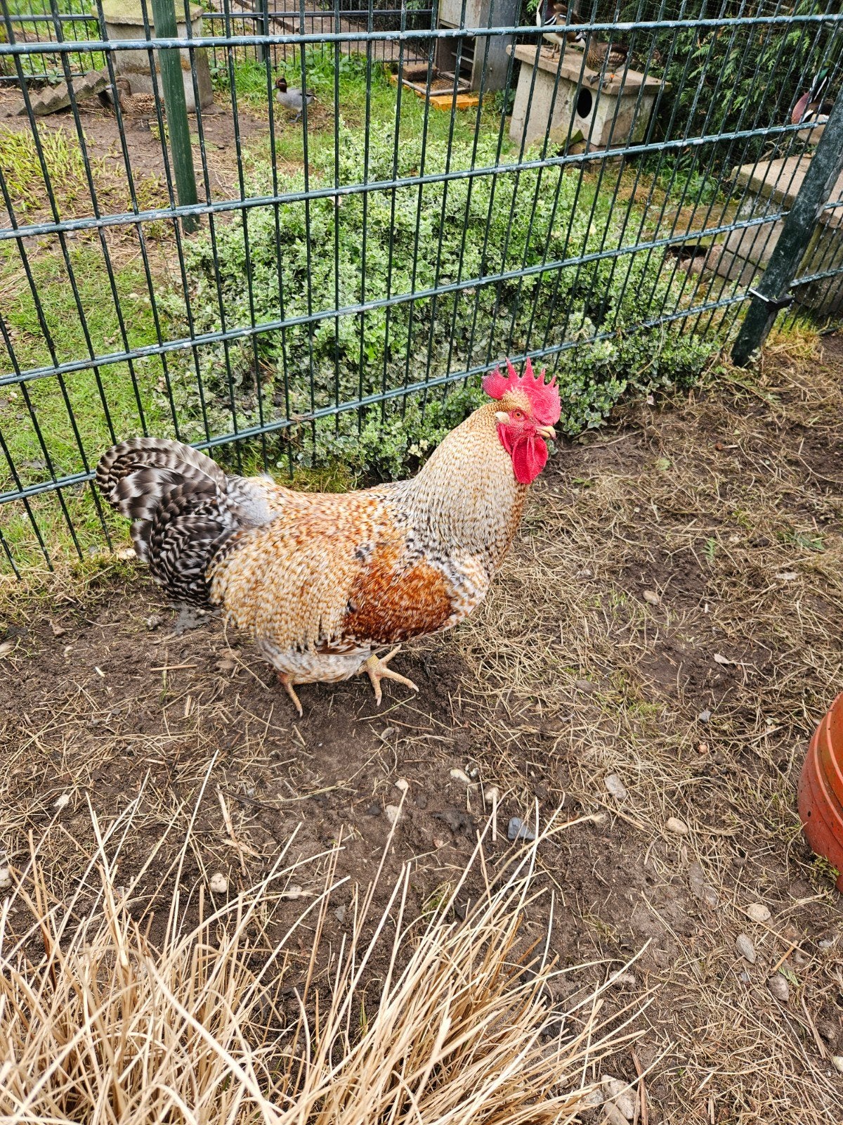 bielefelder haan te koop, Dieren en Toebehoren, Mannelijk, Kip