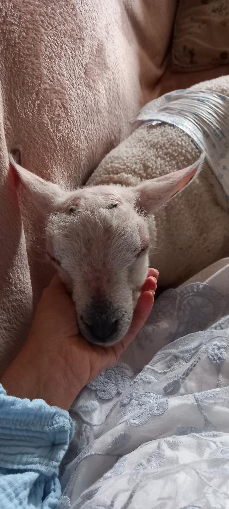 Stukje weide gezocht voor lammetjes, Mannelijk, Schaap, 0 tot 2 jaar