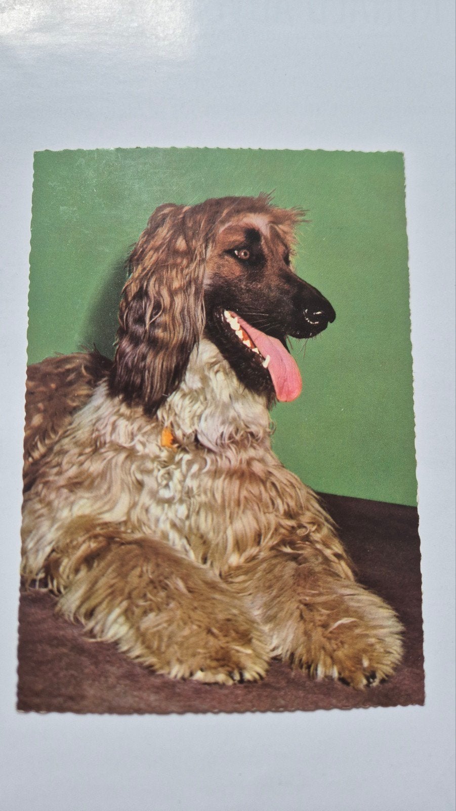 Vintage ansichtkaart Afghaanse windhond, Ophalen of Verzenden
